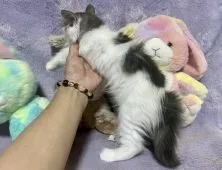 サイベリアン【千葉県・男の子・2022年3月27日・ブラック&ホワイト】の写真5