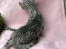 エジプシャンマウ【千葉県・女の子・2018年1月27日・シルバー】の写真5「私の衣装中々綺麗でしょう。」