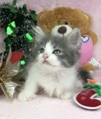 ノルウェージャンフォレストキャット【千葉県・女の子・2018年9月29日・ブルータビー&ホワイト】の写真5