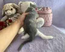 ブリティッシュショートヘア【千葉県・女の子・2021年11月13日・ブルー&ホワイト 赤リボン】の写真5