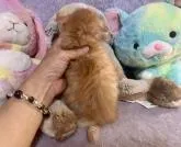 サイベリアン【千葉県・男の子・2022年7月20日・レッドタビー】の写真5