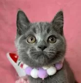 ブリティッシュショートヘア【千葉県・男の子・2024年11月20日・ブルー】の写真10