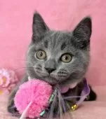 ブリティッシュショートヘア【千葉県・男の子・2024年11月20日・ブルー】の写真11