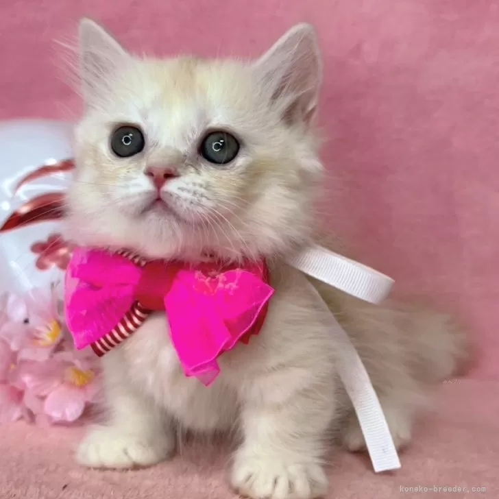 ID:2502-00101の子猫