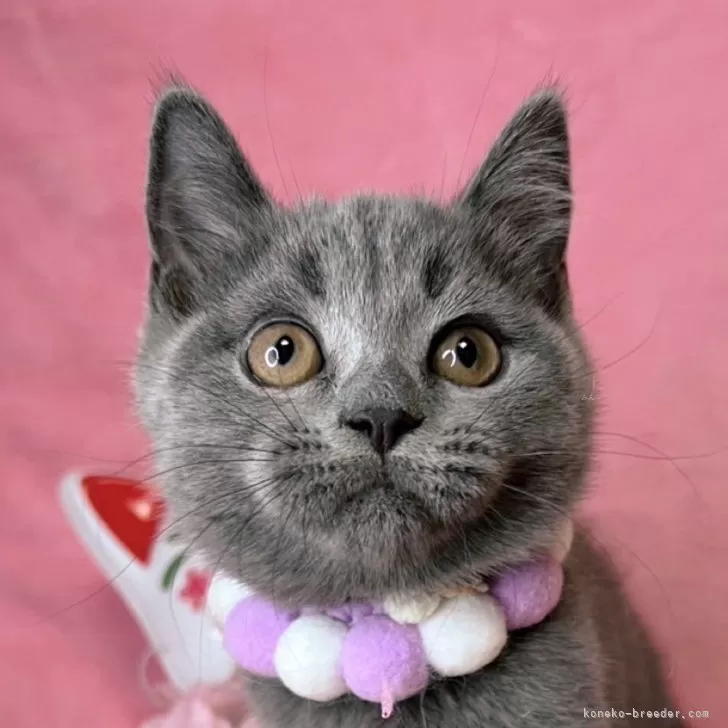 ID：2412-02796の子猫