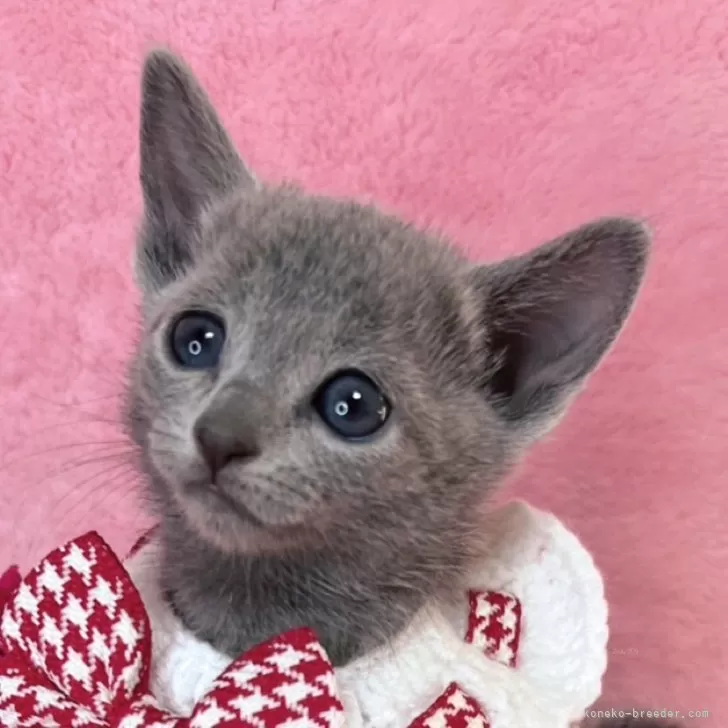 ID:2501-01461の子猫