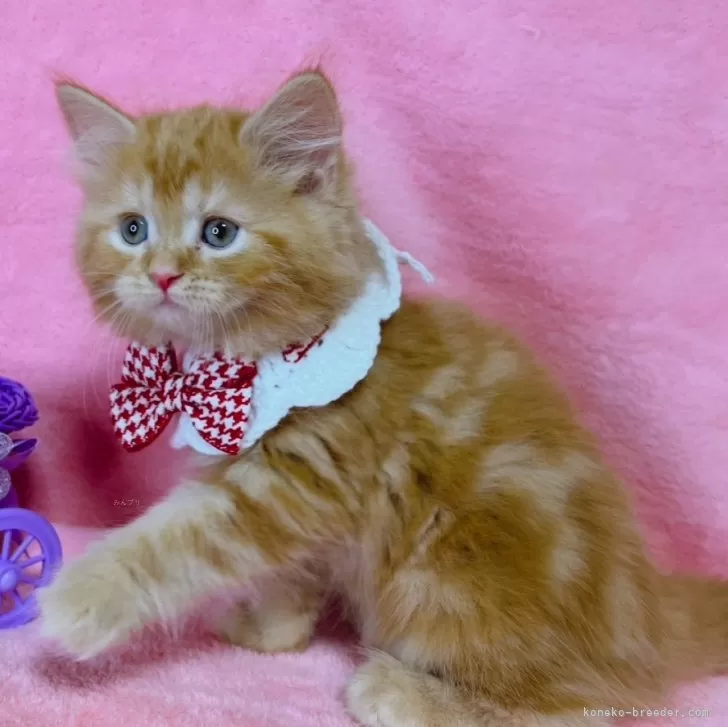 ID:2412-02719の子猫
