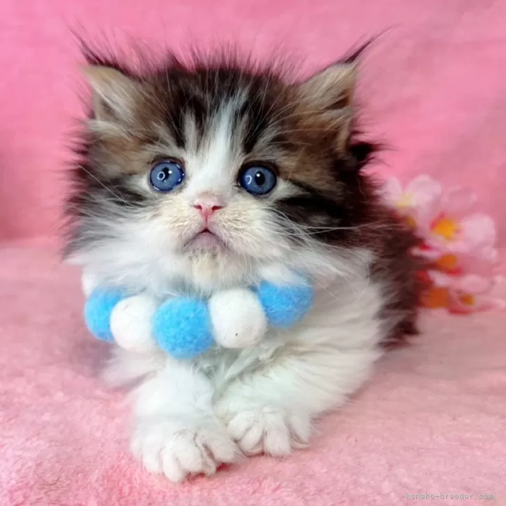 ID：2504-00752の子猫