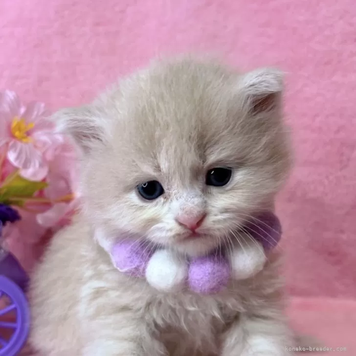ID:2504-01952の子猫