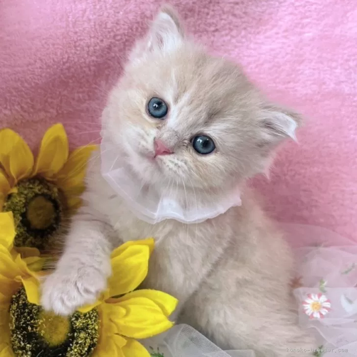 ID:2507-02378の子猫