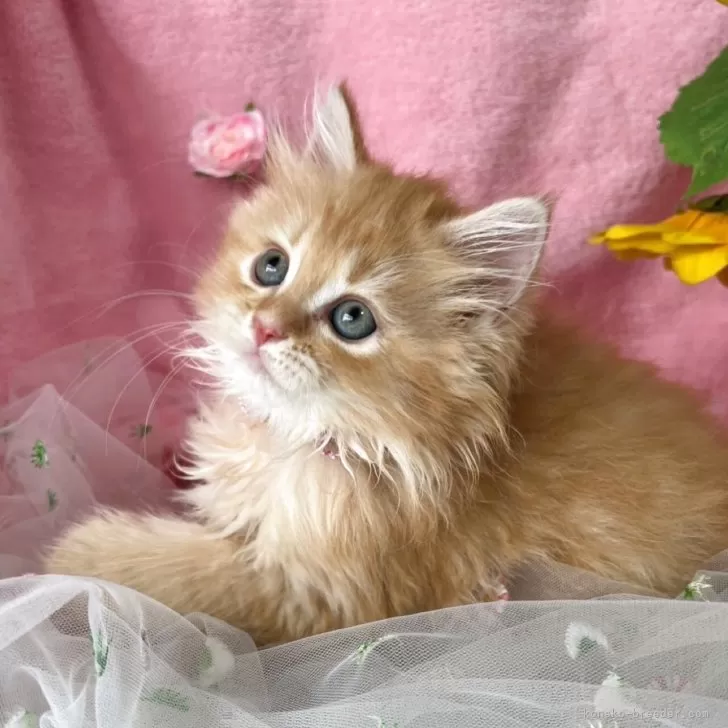 ID：2506-01277の子猫