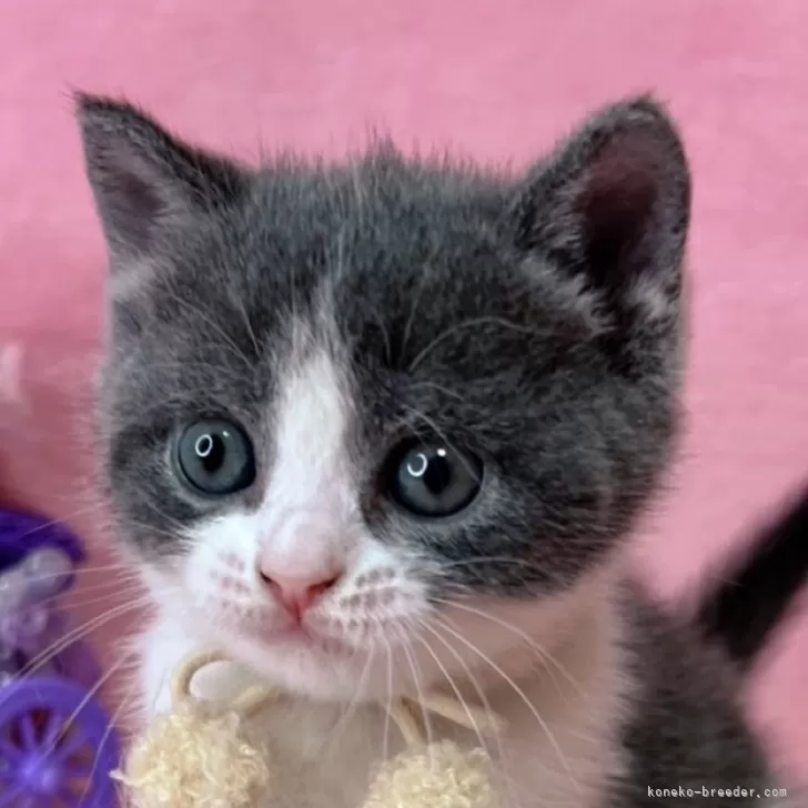 ID:2504-01256の子猫