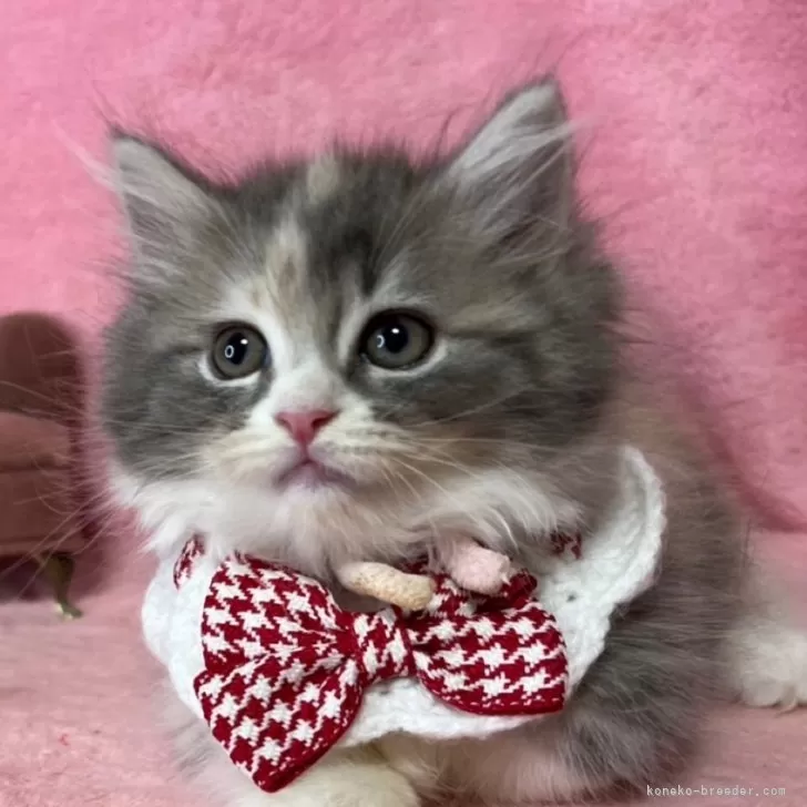 ID：2504-00576の子猫