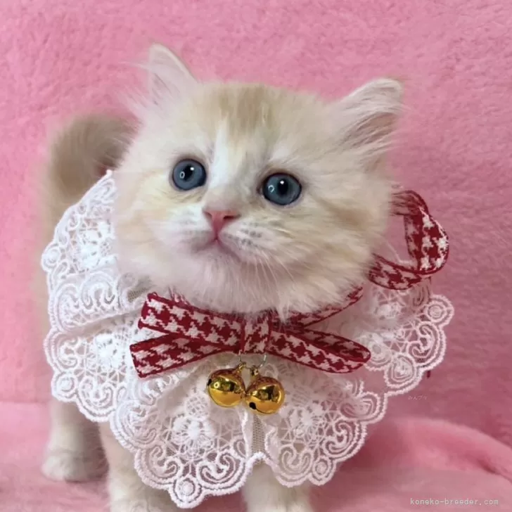 ID:2502-00077の子猫