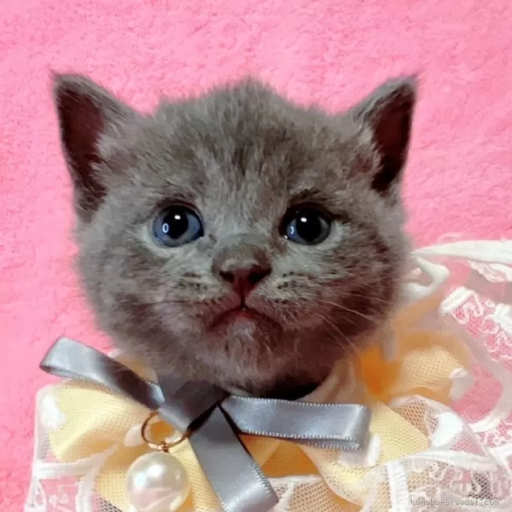 ID:2412-02786の子猫