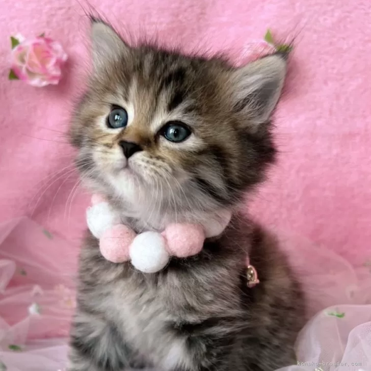 ID:2507-01050の子猫