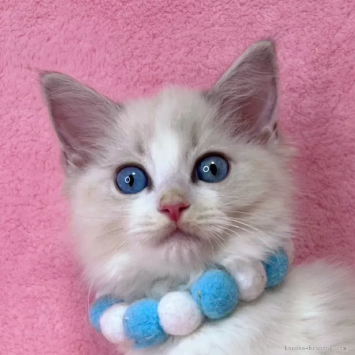 ID:2412-01020の子猫