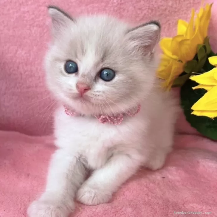 ID:2508-03097の子猫