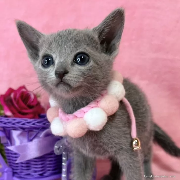 ID:2501-01457の子猫