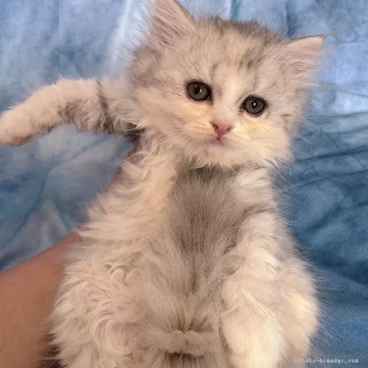 ラガマフィン【千葉県・女の子・2025年9月10日・シルバーパッチドタビー&amp;ホワイト】の写真1