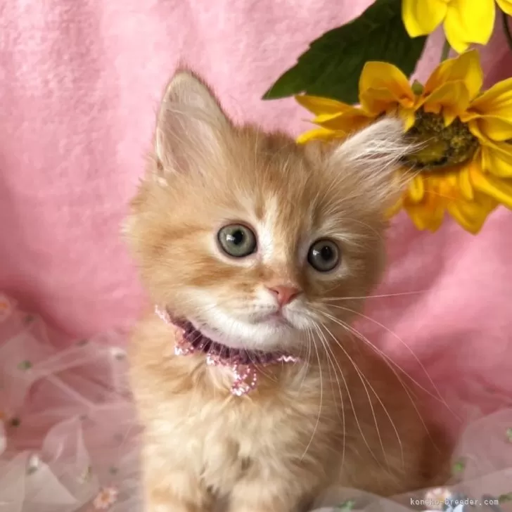 ID:2506-01267の子猫