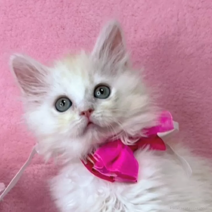 ゆみんみん 様のお迎えした子猫