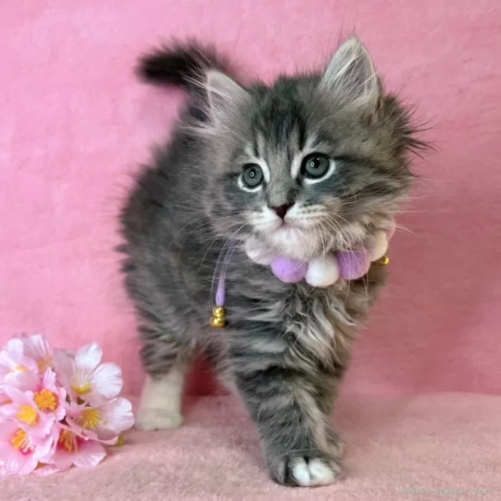 ID:2501-01749の子猫