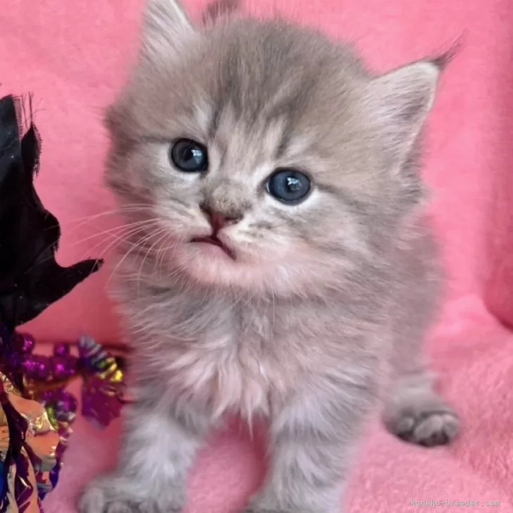 ID：2509-02970の子猫