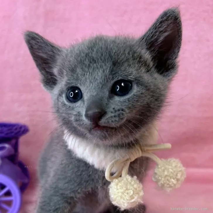 ID:2503-00484の子猫