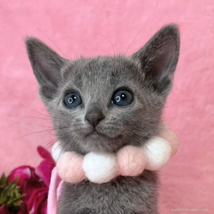 ID:2501-01458の子猫