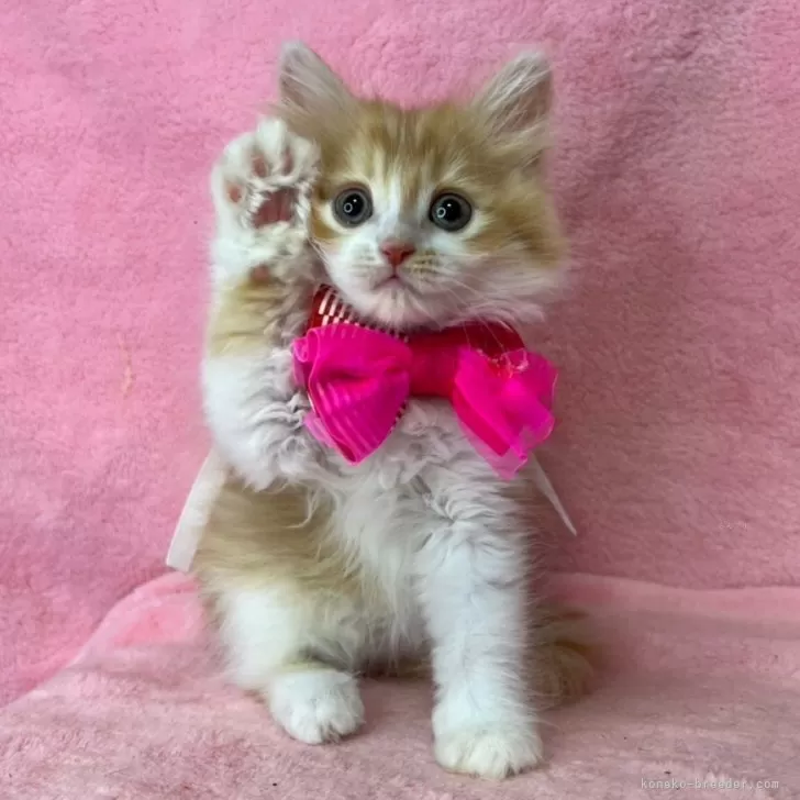 ID：2505-00735の子猫