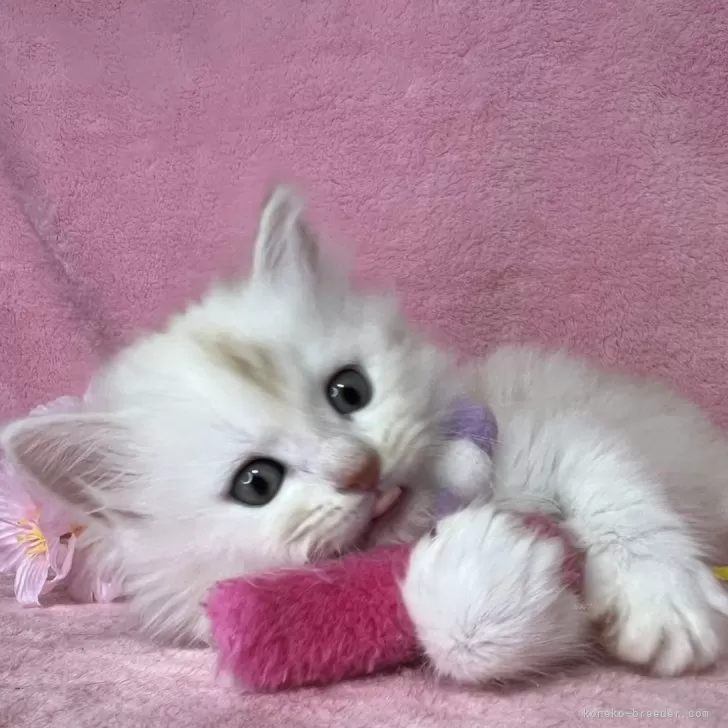 ID:2504-00236の子猫