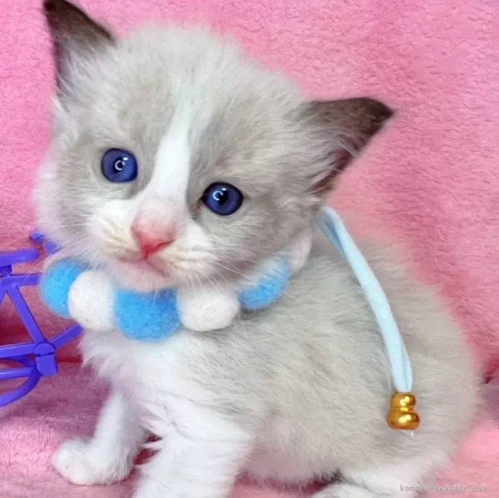 ID:2504-00311の子猫