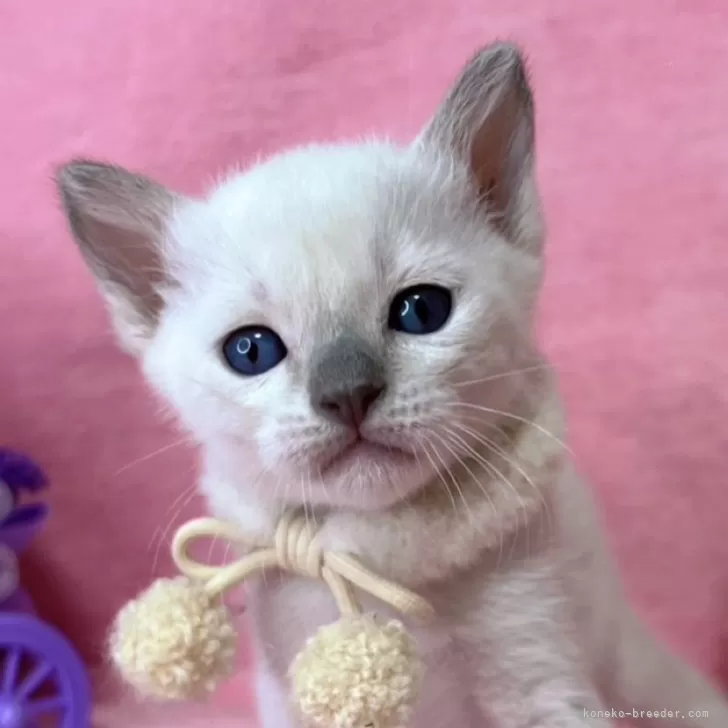 ID：2502-01446の子猫