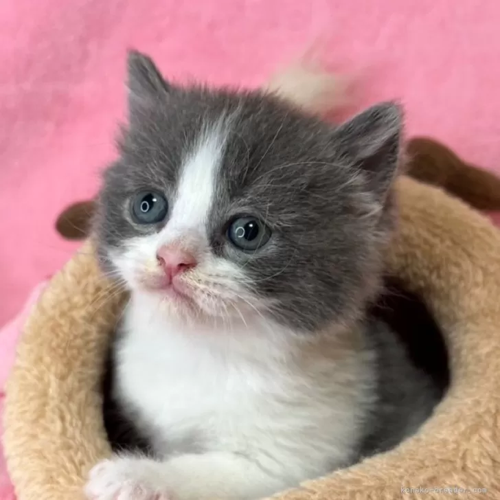 ID:2412-01803の子猫