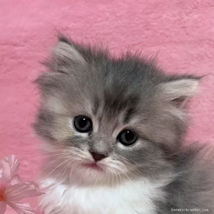 ID:2504-00751の子猫