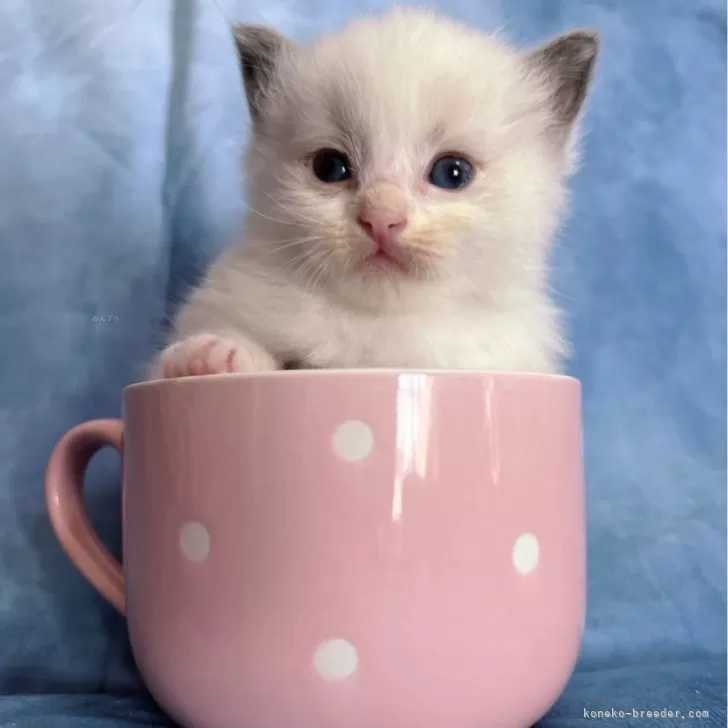 ID：2512-02554の子猫