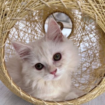 ミヌエット(短足)【千葉県・女の子・2025年8月22日・クリームタビー（短毛）】の写真「生後6ヶ月迄、生命保証付き。お土産付き。」