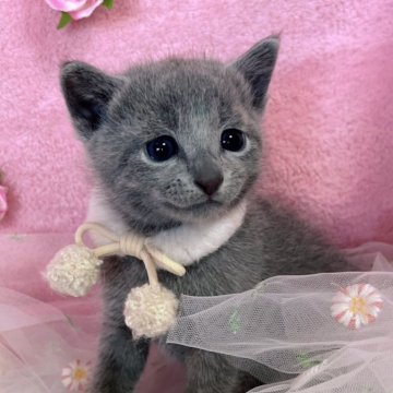 ロシアンブルー【千葉県・男の子・2025年5月28日・ブルー（短毛）】の写真「生後8ヶ月まで生命保証付き。お土産付き。」