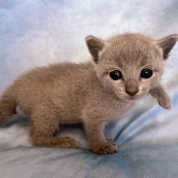 ロシアンブルー【千葉県・男の子・2025年11月3日・ブルー（短毛）】の写真「可愛い猫ちゃんをお安く提供。生命保証付き。」