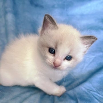 ラグドール【千葉県・男の子・2025年10月23日・ブルーポイントバイカラー（長毛）】の写真「良い猫ちゃんをお安く提供。生命保証付き。」