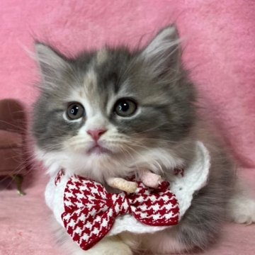 サイベリアン【千葉県・女の子・2025年3月3日・ダイリュートキヤリコ（長毛）】の写真「生後8ヶ月まで、生後保証付き。お土産付き。」