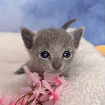 ロシアンブルー【千葉県・男の子・2026年2月4日・ブルー（短毛）】の写真「生後6ヶ月まで、生命保証付き。４月4日迄、掲載。」