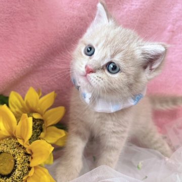 ブリティッシュショートヘア【千葉県・男の子・2025年6月2日・クリームタビー（短毛）】の写真「生後8ヶ月まで生命保証付き。お土産付き。」