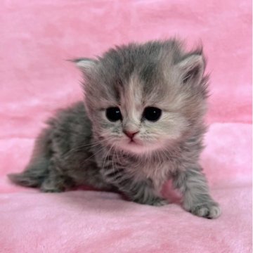 サイベリアン【千葉県・女の子・2025年11月29日・ブルータビー（長毛）】の写真「生後６ヶ月迄生命保証付き。掲載は、１月28日迄」