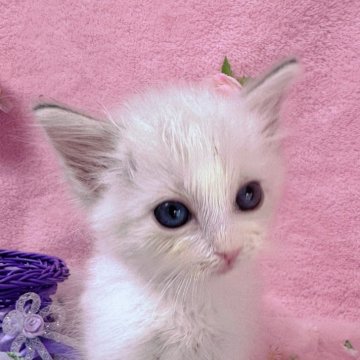 ラグドール【千葉県・男の子・2025年4月29日・ブルーポイントバイカラー（長毛）】の写真「生後8ヶ月まで、生命保証付き。お土産付き。」