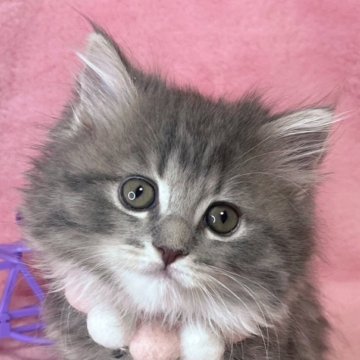 サイベリアン【千葉県・女の子・2024年12月17日・ブルータビー&ホワイト（長毛）】の写真「生後10ヶ月まで生命保証付き。お土産付き。」
