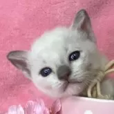 トンキニーズ【千葉県・男の子・2025年1月15日・プラチナミンク】の写真1「元気な子です。」