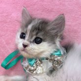 スコティッシュフォールド(立ち耳)