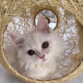 ミヌエット(短足)